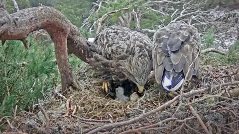 RSPB Scotland eagles