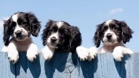 Puppies looking over a fence