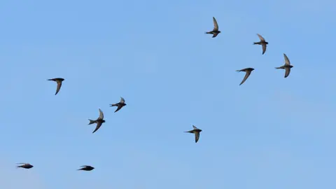 Ben Andrew/rspb-images.com Swifts in flight