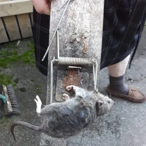 Jen Bradshaw Rat caught in Devonshire Terrace