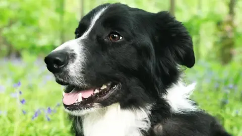 Dick White Referrals Sweep the dog