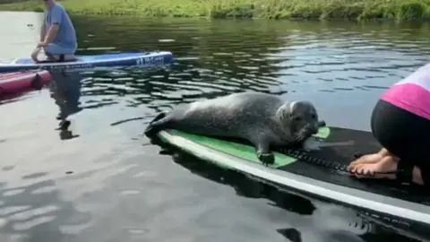 Yellowbelly SUP  Dandy Dinmont