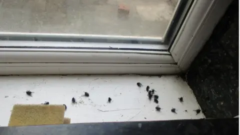 Stoke-on-Trent City Council A window sill with a number of dead flies