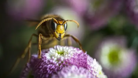 Getty Images Asian hornet