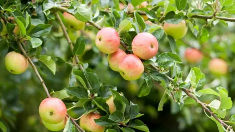 Getty Images Dorset apple tree