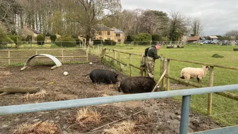 Frank Kelly with pigs and sheep