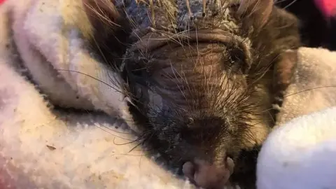 Cuan Wildlife Rescue Bear the hedgehog