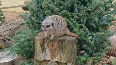 Suffolk Owl Sanctuary Meerkat at the owl sanctuary