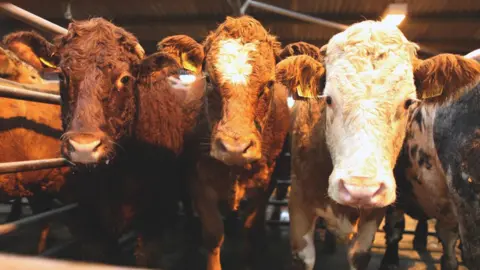 Getty Images Beef cattle at auction