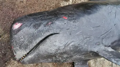 Rod Penrose/PA Media stranded whale