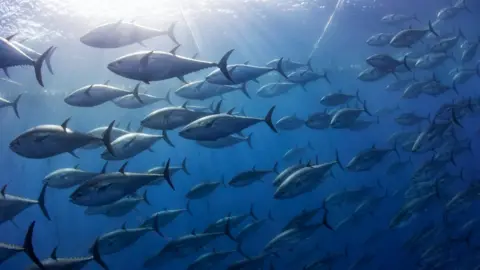 Getty Images Atlantic bluefin tuna