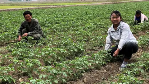 Getty Images Working in rice fields of the Kochang farm outside Pyongyang