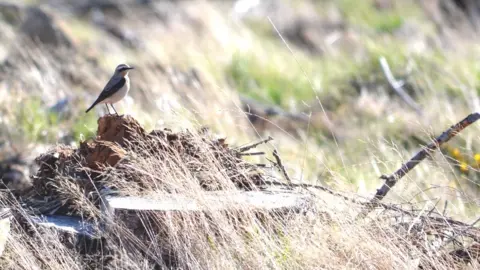 Garry Hunter Wheatear