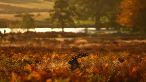 A red deer stag looks for food in a bracken thicket after sunrise in Richmond Park