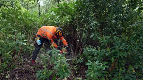 A man wearing a high-visibility jacket and helmet chops down a large rhodonendron bush with a chainsaw