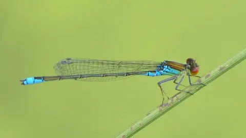 Dave Smallshire Small red-eyed damselfly