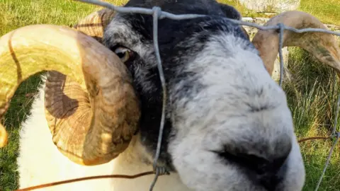 Karen Penny A ram on the Isle of Skye