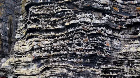 Paul Corrin Calf of Man