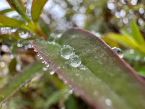 Daisybell MONDAY - Ventnor