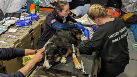 Lincolnshire Fire and Rescue Service Colin the dog being treated by vets