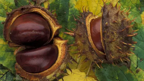 Getty Images Conkers