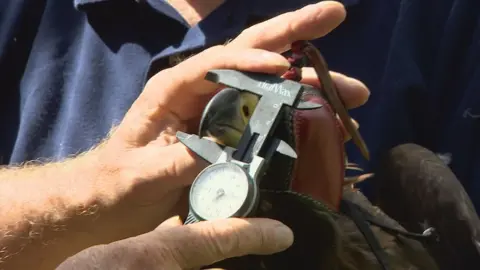 The eagle is measured and tagged