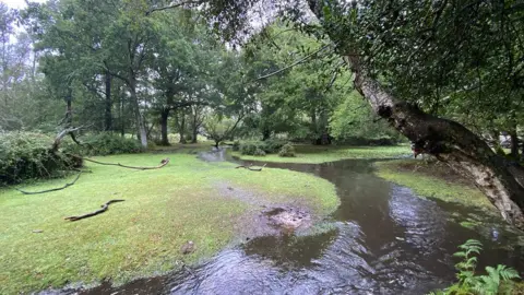 Wild New Forest Pollution at Mallard Wood