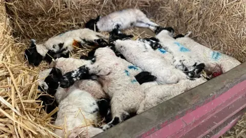 Dead lambs