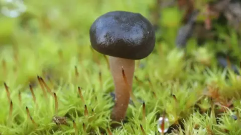 Leicestershire & Rutland Wildlife Trust Sarcoleotia globosa