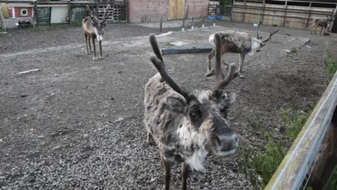 Animal Aid Cheshire Reindeer Lodge