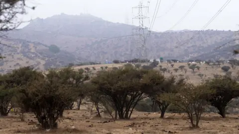 Pylons and avocado trees near the spot where Nicole's body was dumped