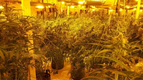 Suffolk Constabulary Cannabis plants