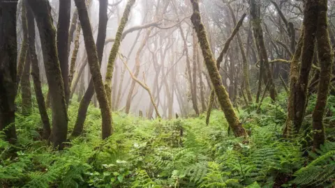 Raico Rosenberg Forests face threats from logging and clearance for agriculture