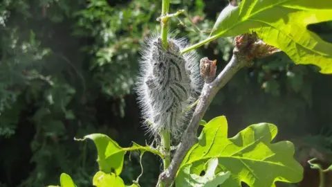 PA Media A nest of oak processionary moth caterpillars are in a tree. Their long white hairs make them look fuzzy.