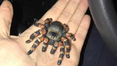 RSPCA Toy tarantula