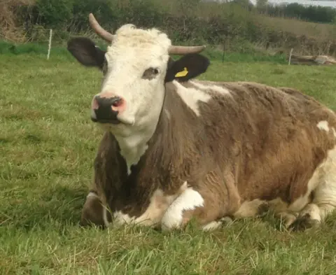 Ahimsa Dairy Foundation Padma the cow