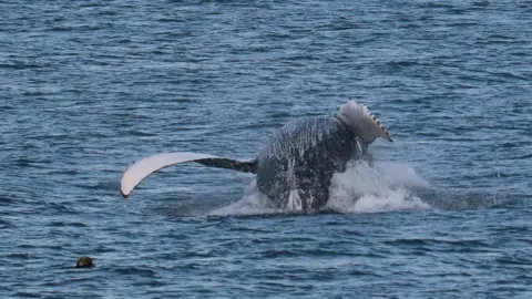 Sea Trust Humpback whale