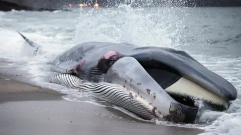 Getty Images A rescue attempt fails to save beached whale in Cornwall