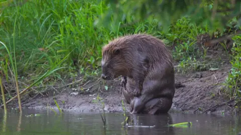 Arterra/Getty Images Beaver on a riverbank