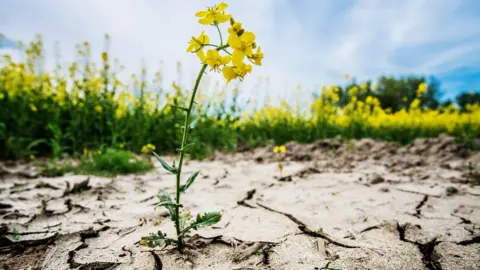 AFP drought