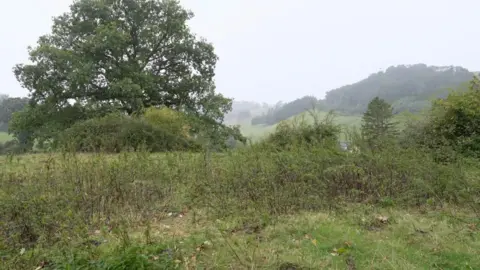 BBC Brambles and nettles on the mound