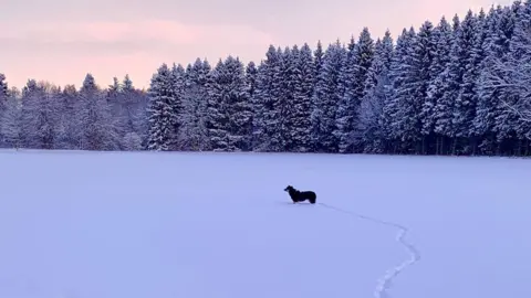 Plenploth Jackie/BBC Weather Watchers Dog in snow