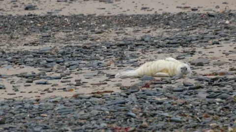 Cwmtydu Bay Wildlife The pup rescued on 13 September