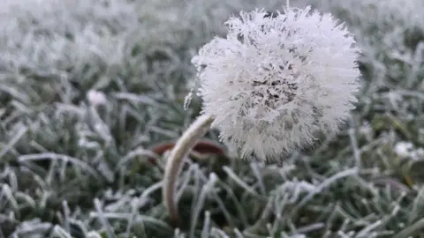 ukstreets A dandelion in a frosty field