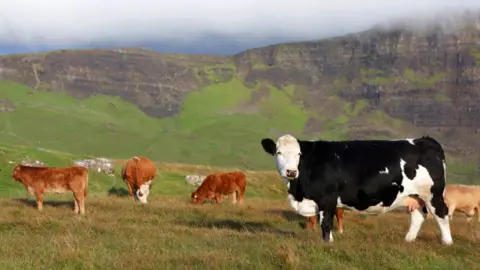 Getty Images Cattle on Skye