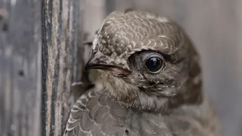 Ben Andrew/rspb-images.com A swift in close-up