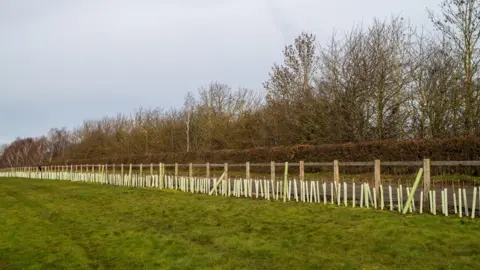 Creating Nature's Corridors A line of newly-planted trees at the side of a field