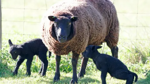 Peterborough Walks A sheep with her two black lambs next to her.