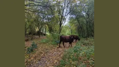 Cambridge City Council Cows grazing