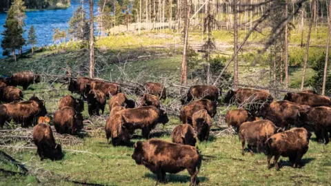 Getty Images yellowstone bison